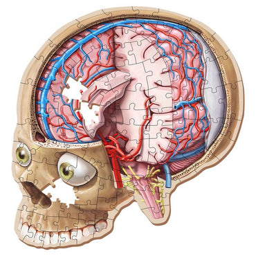 Dr Livingston: Human Brain 100 piece puzzle